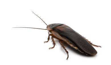cockroach